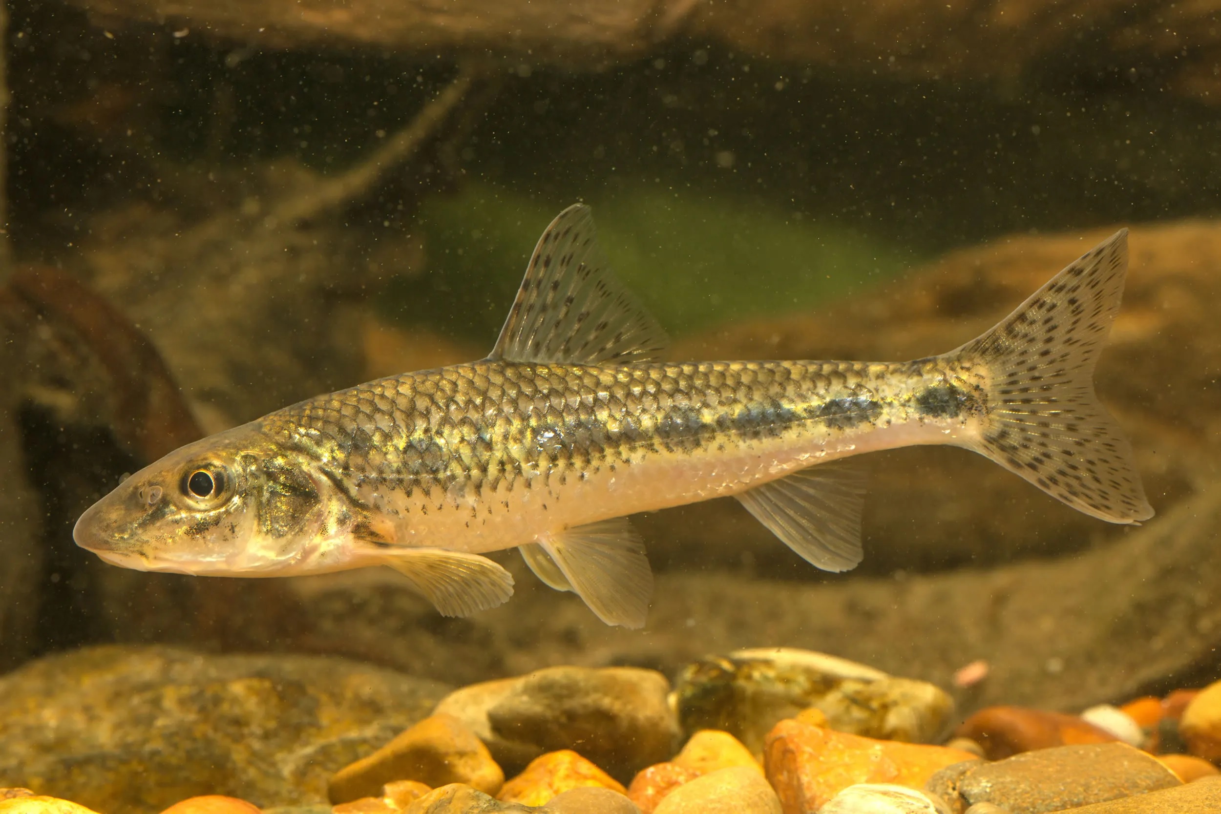 (Gobio Cuvier, 1816) Род Гобио, Пескари, Настоящие пескари, Genus Gobio